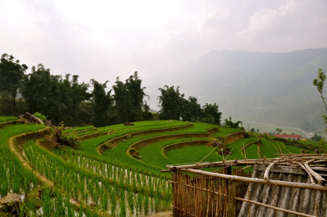 Looking out over Zaazaa's parent's rice paddies