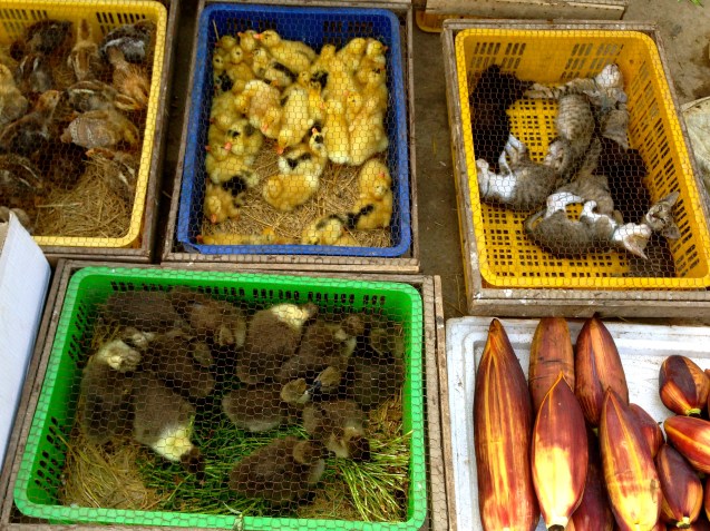 "Heading to the market for milk, bread, and kittens...need anything?"