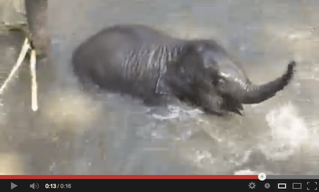 Click to watch the adorable 8-month old baby elephant take a bath